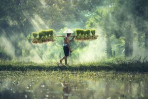 man-carrying-yoke-with-rice-grains