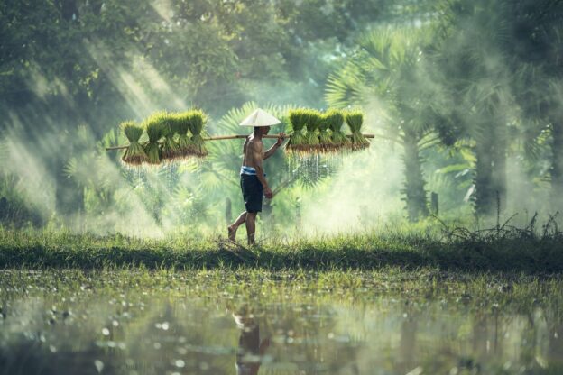 man-carrying-yoke-with-rice-grains