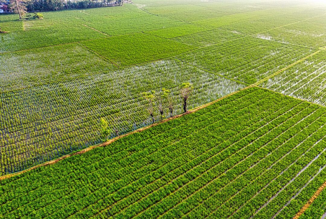 Saline Agriculture (Interactive Course)